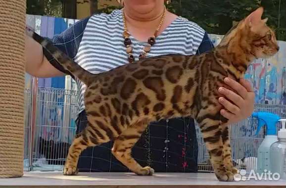 Вязка с бенгальским котом