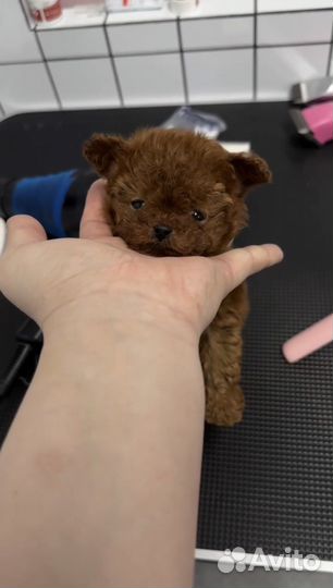 Тикап тедди пудель TOP world micro girls