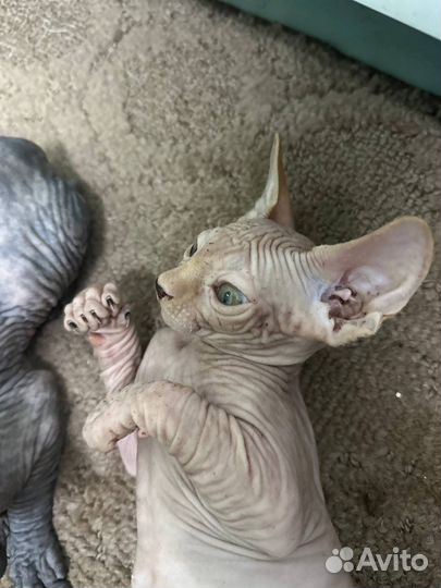 Канадский сфинкс