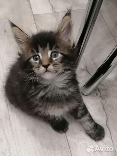 Чистокровные котята Мейн-кунята:)