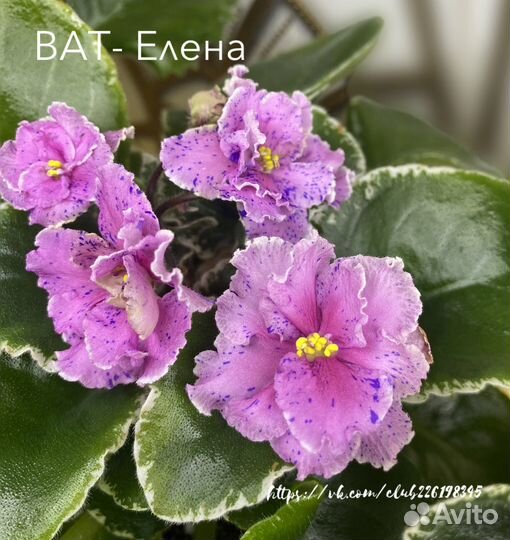 Сортовые фиалки