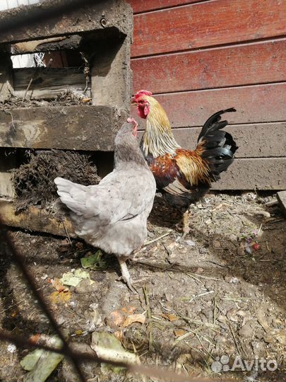Молодые петушки