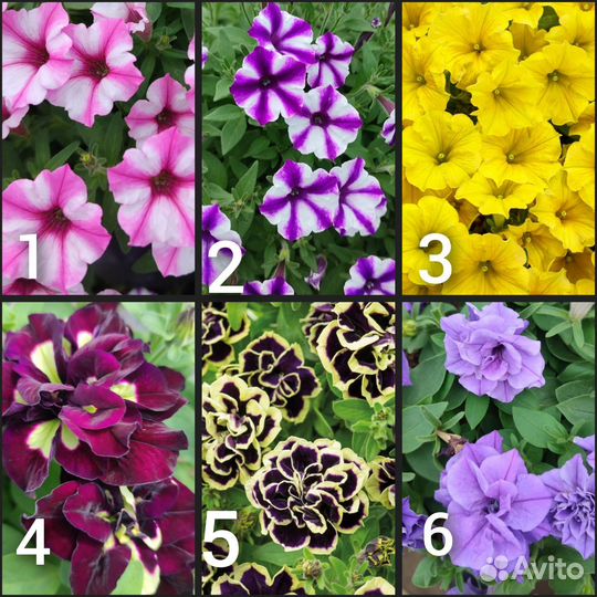 Черенки петунии вегетативной (ампельной)