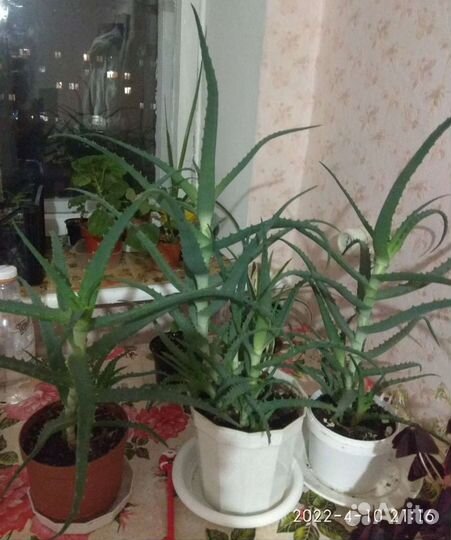 Алоэ(столетник)