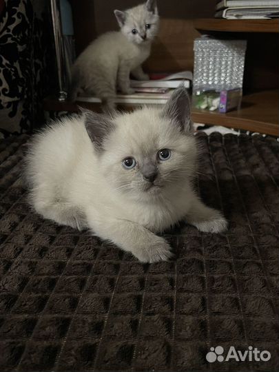 Котята бесплатно