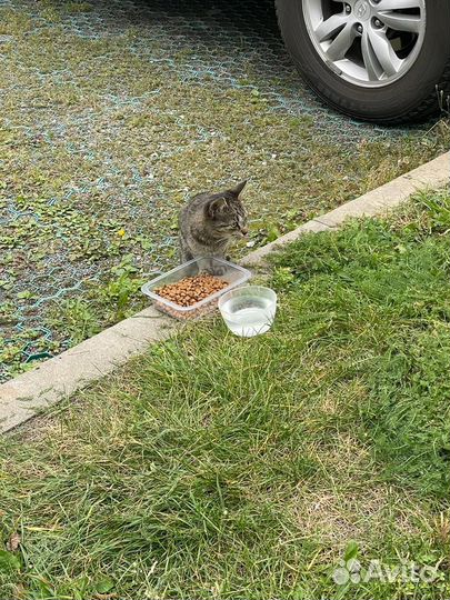 Молодая кошечка ищет дом