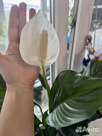 Спатифиллум