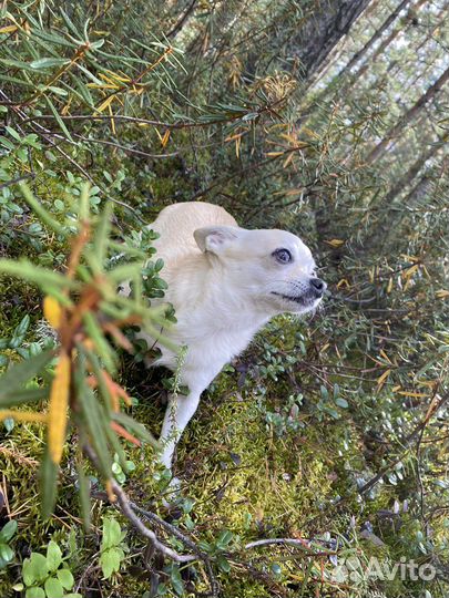 П.е.р.е.д.е.р.ж.к.а