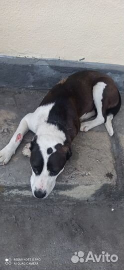 Собака в добрые руки