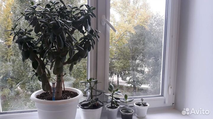 Денежное дерево