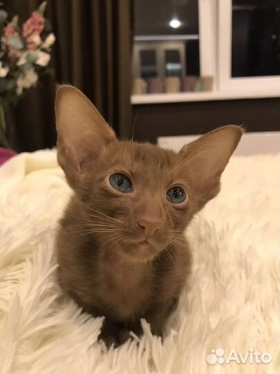 Циннамончики