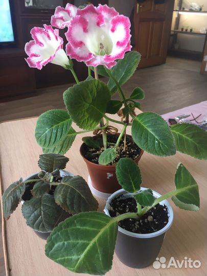 Глоксиния Розалинда