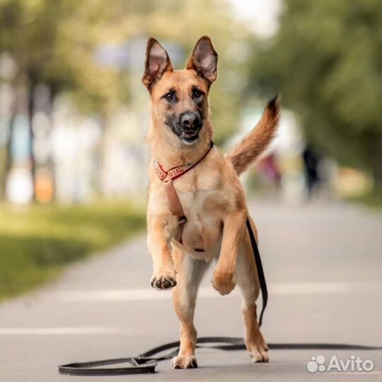 Яркая собака в добрые руки