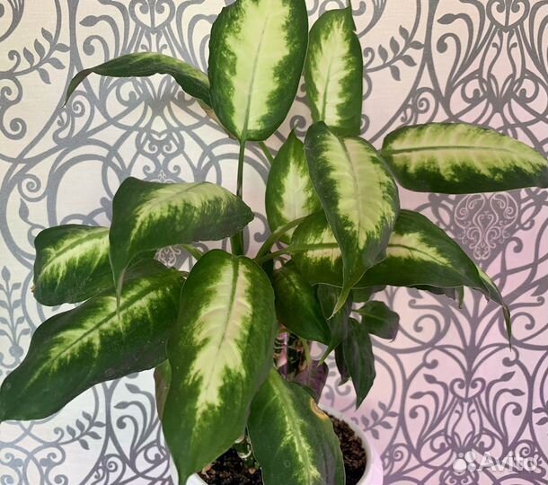 Диффенбахия камилла