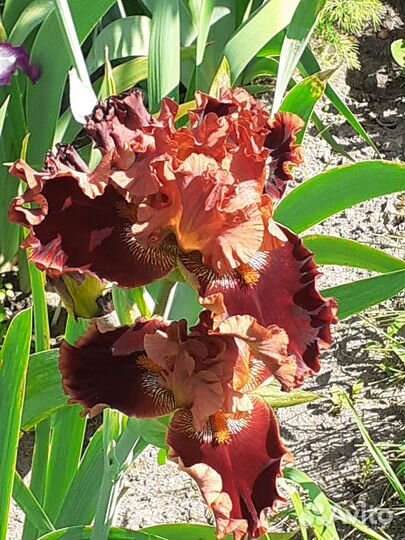 Ирисы бородатые, молиния