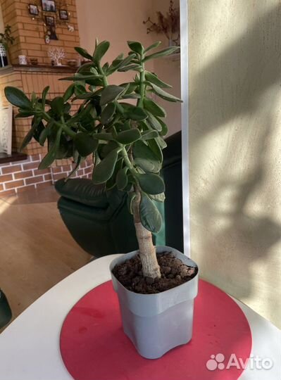 Толстянка, (денежное дерево )