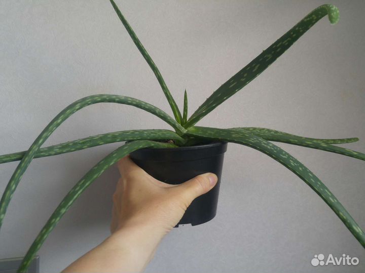 Алоэ вера взрослое