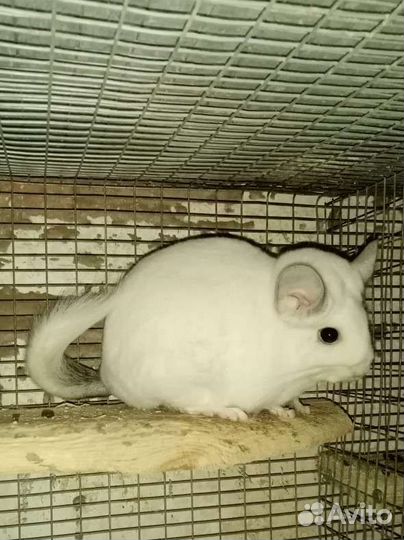 Шиншилла