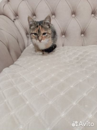 Отдам котенка в добрые руки
