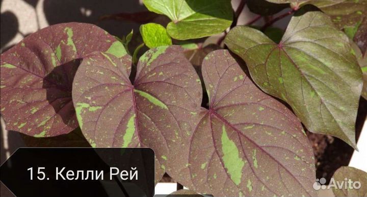 Ипомея батат, Хауттюйния, Альтернантера