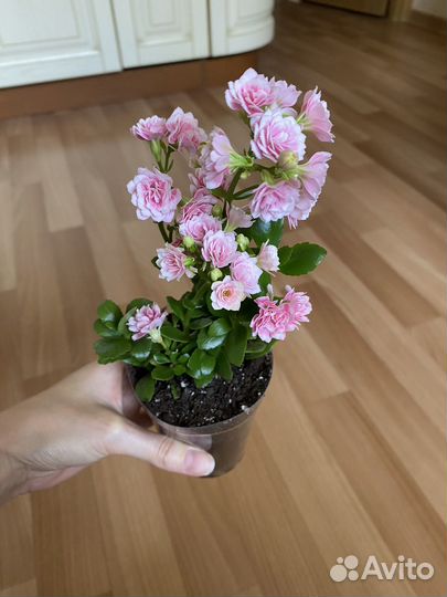 Каланхоэ цветущий