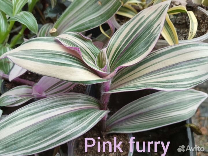 Традесканция