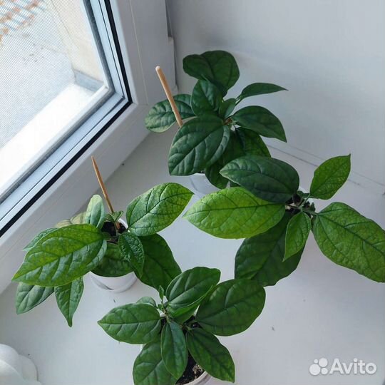 Клеродендрум томпсон