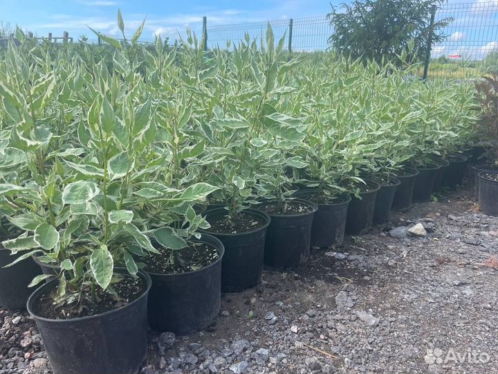 Дерен Пестролистный