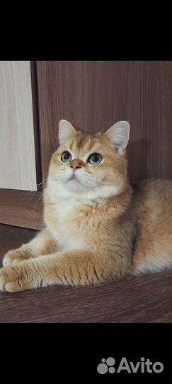 Шотландский кот вязка