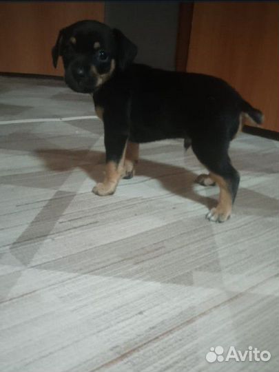 Продам щенка породы той терьер