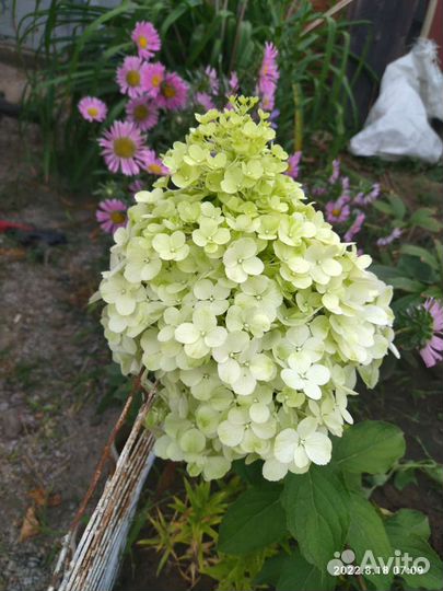 Цветы в сад