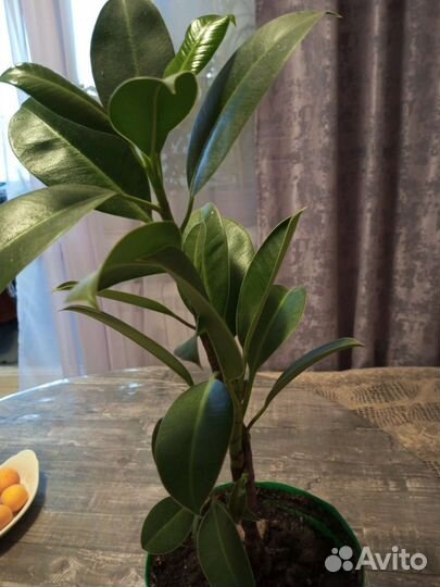 Фикус (обмен)