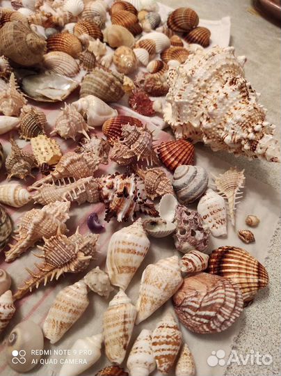 Коллекция морских ракушек