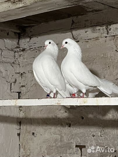 Голуби