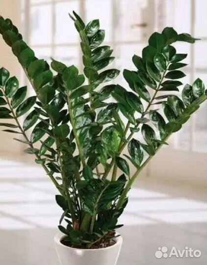 Замиокулькас, фикус каучуконосный