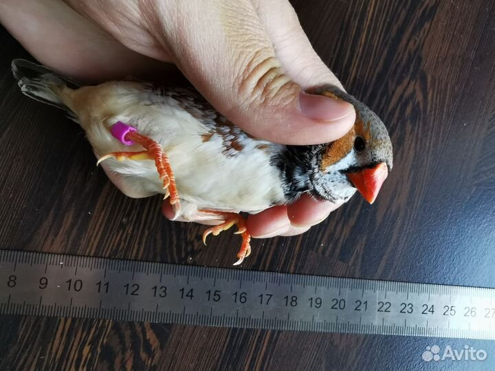 Зебровая амадина крупная