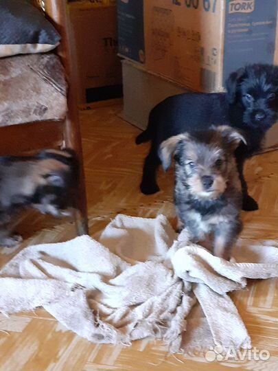 Йоркширский терьер щенки