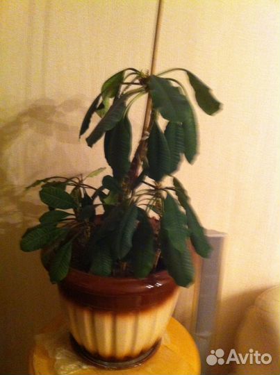 Пальмовые деревья