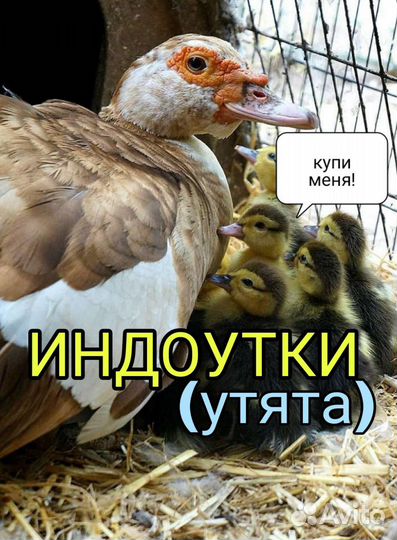 Индоутка мускусная утка индоутята