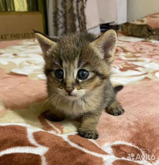 Чаузи ф1 котик