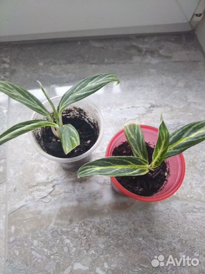 Аглаонема бай као