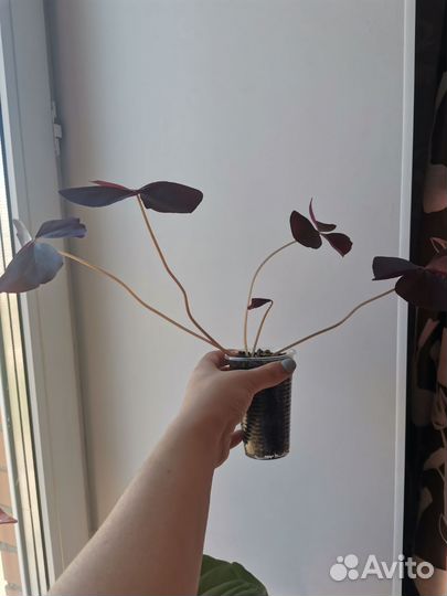 Оксалис Black Velvet