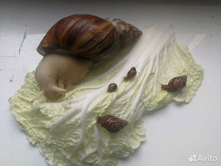 Гигантские Африканские Улитки Ахатины