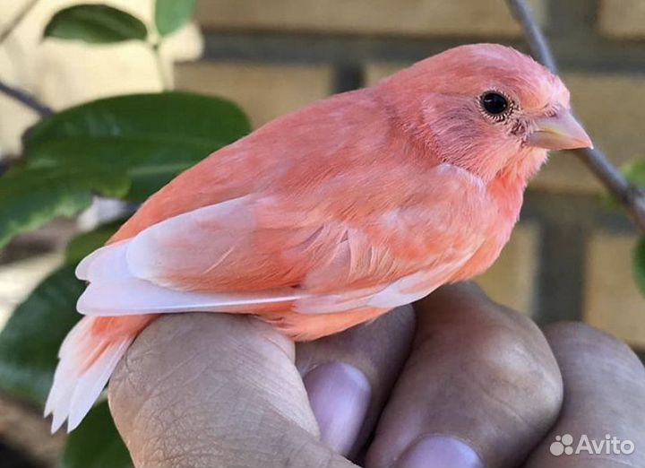 Поющие кенары красные, оранжевые, лимонные