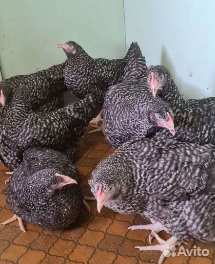 Куры молодки