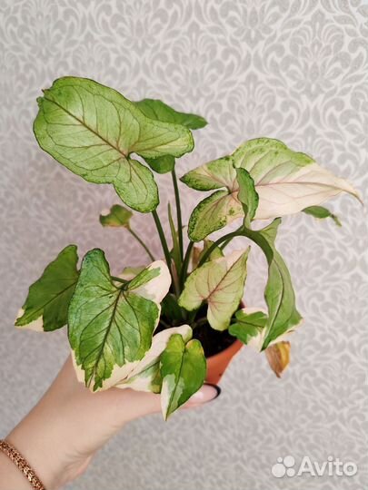 Сингониум белая принцесса