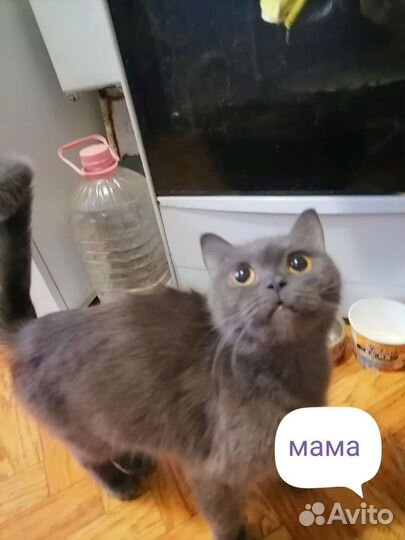 Продам британских котят