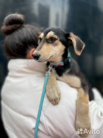 Милый щенок девочка в добрые руки