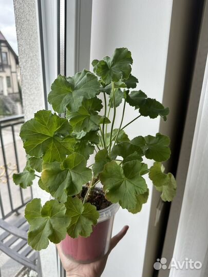 Царская невеста пеларгония сортовая