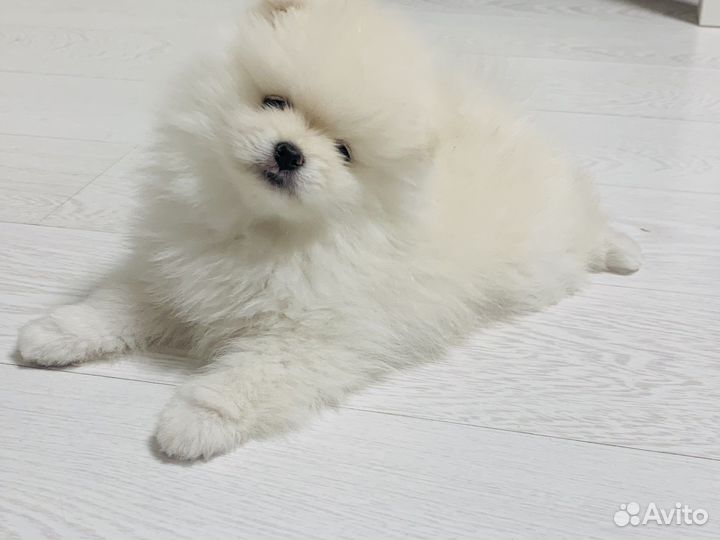 Шпиц мини мишка